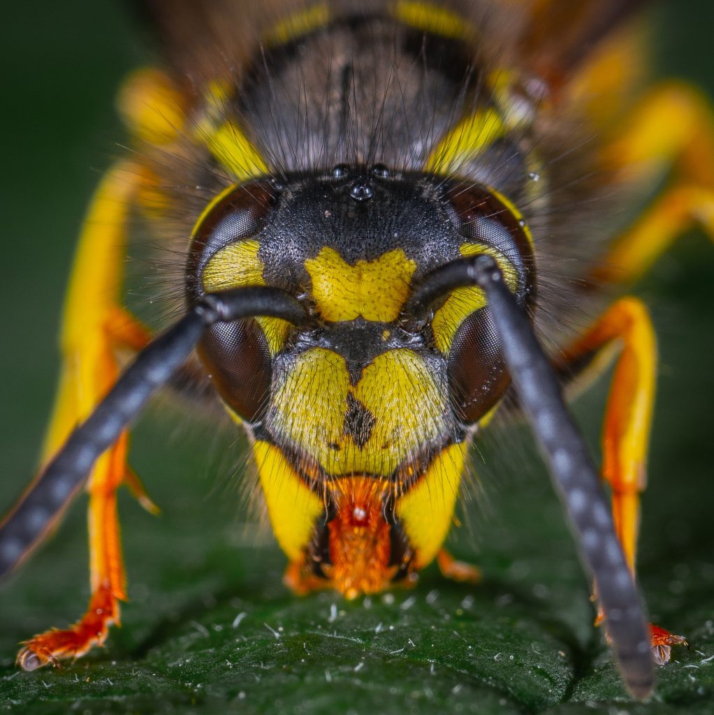 Wespenbestrijding Loenen aan de Vecht